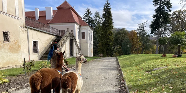 Zážitek pro milovníky zvířat: lamatrekking a alpakatrekking na 60 minut