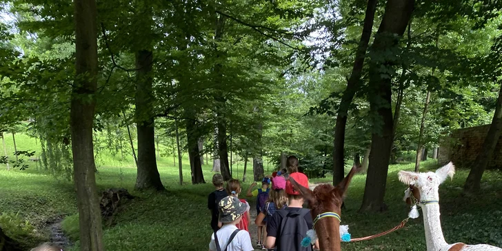 Zážitek pro milovníky zvířat: lamatrekking a alpakatrekking na 60 minut