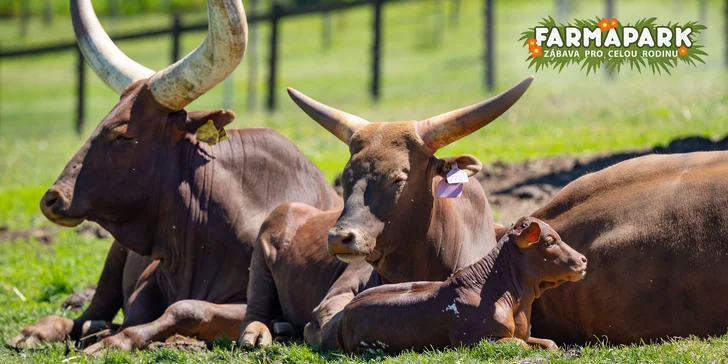 Celodenní vstup do Farmaparku včetně všech atrakcí a kyblík krmení nebo plyšák