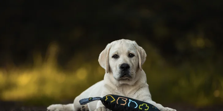 Focení psů: portréty nebo s páníčkem, možno vyfotit i více pejsků, 5 fotek i odměna pro chlupáče