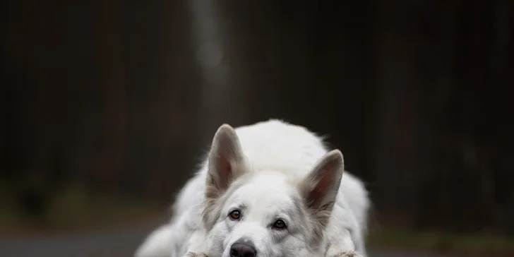 Focení psů: portréty nebo s páníčkem, možno vyfotit i více pejsků, 5 fotek i odměna pro chlupáče