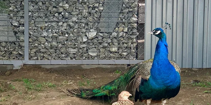 Srubové chatky na Oravě pro pár i rodinu: polopenze, wellness a mini zoo