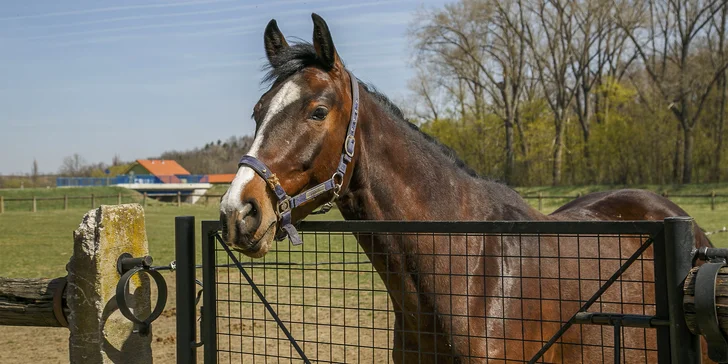 Horse Farm Lechovice: hodinová romantická projížďka v kočáře pro partu až 5 osob