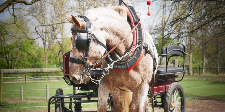 Horse Farm Lechovice: hodinová romantická projížďka v kočáře pro partu až 5 osob