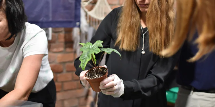 Dárek pro milovníky zeleně: floristika pro začátečníky, výroba kokedamy nebo terária