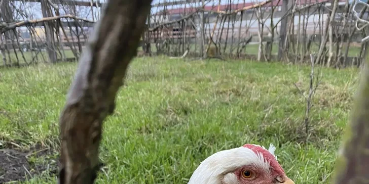 Zábava se zvířátky pro celou rodinu: prohlídka Pohádkové zahrady i možnost krmení