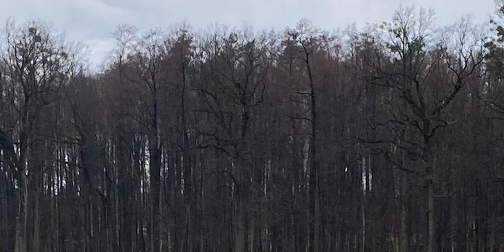 Projížďka na poníkovi pro děti i jízda na koni pro dospělé: 30-60 minut