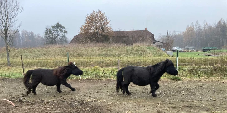 Projížďka na poníkovi pro děti i jízda na koni pro dospělé: 30-60 minut