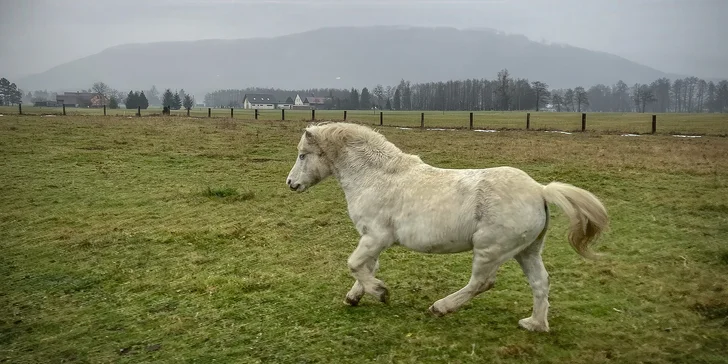 Projížďka na poníkovi pro děti i jízda na koni pro dospělé: 30-60 minut