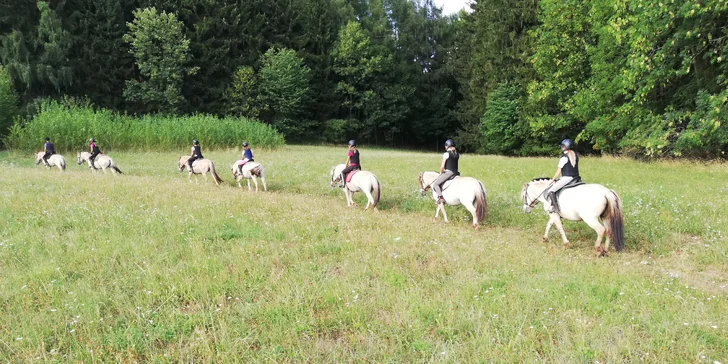 Vyjížďka na fjordském koni pro jednoho i pár: 60 minut, zapůjčení vybavení