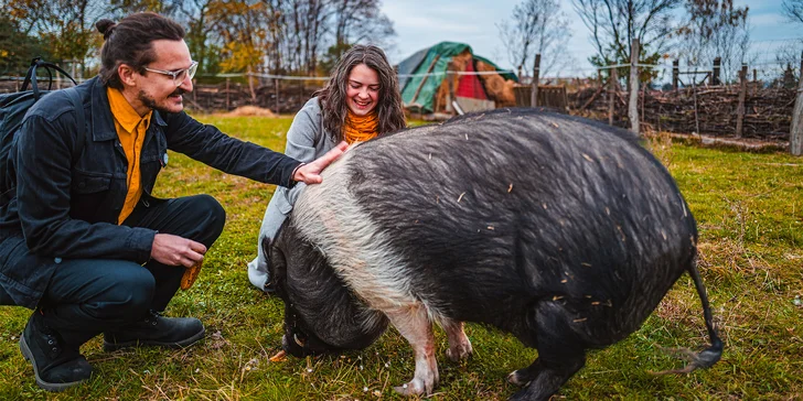 Projížďka malotraktorem i vepří nebo kraví terapie na farmě a komunitní zahradě Pastvina