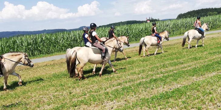 Vyjížďka na fjordském koni pro jednoho i pár: 60 minut, zapůjčení vybavení