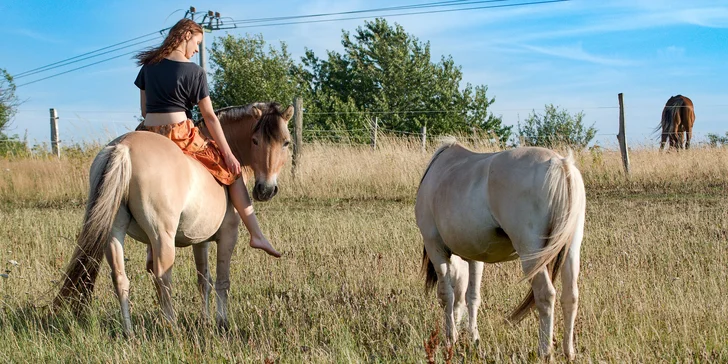 Vyjížďka na fjordském koni pro jednoho i pár: 60 minut, zapůjčení vybavení