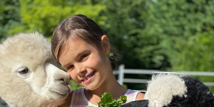Hodinová procházka s jednou až třemi alpakami nebo s velbloudem