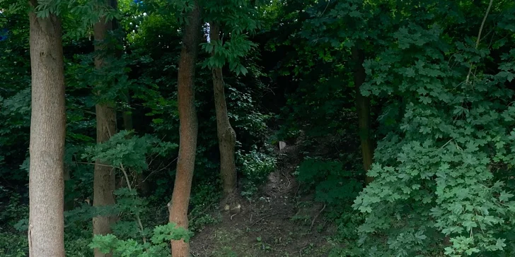 Půjčte si alpaku jen pro sebe a vyrazte na procházku bez doprovodu průvodce
