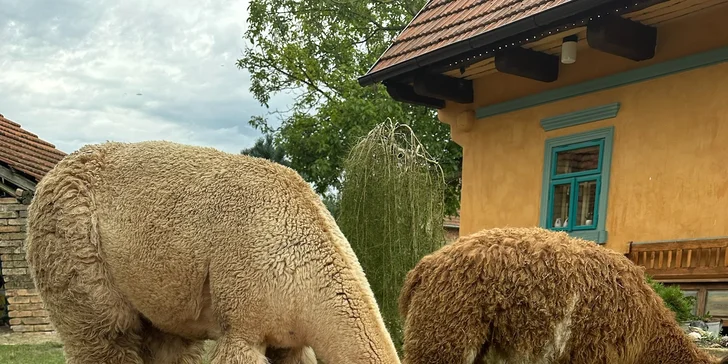 Půjčte si alpaku jen pro sebe a vyrazte na procházku bez doprovodu průvodce