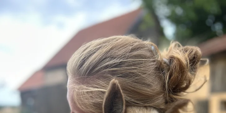 Půjčte si alpaku jen pro sebe a vyrazte na procházku bez doprovodu průvodce