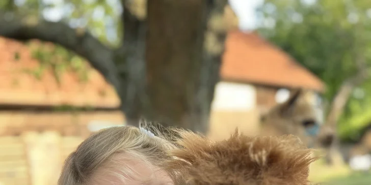 Půjčte si alpaku jen pro sebe a vyrazte na procházku bez doprovodu průvodce