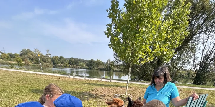 Půjčte si alpaku jen pro sebe a vyrazte na procházku bez doprovodu průvodce