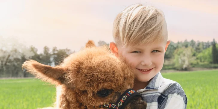 Půjčte si alpaku jen pro sebe a vyrazte na procházku bez doprovodu průvodce