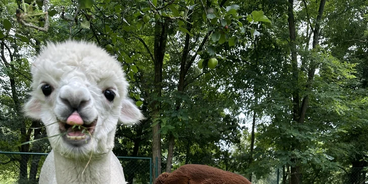 Hodinová procházka s alpakami u Hluboké nad Vltavou až pro čtyři osoby