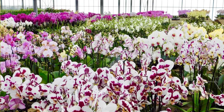 Velikonoce v Drážďanech a výstava orchidejí: 1denní výlet autobusem, nástup v Brně nebo Jihlavě