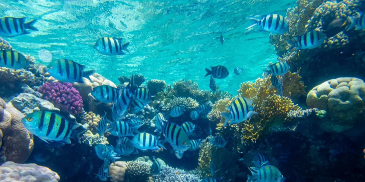 Egypt all inclusive: Hotel Sea Star Beau Rivage**** v Hurghadě přímo u pláže