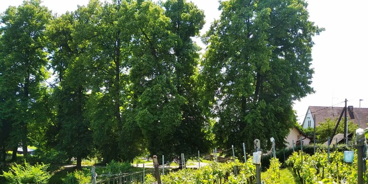 Řízená degustace vín ve Vinařství Kocián: objevte jedinečné chutě Kutné Hory