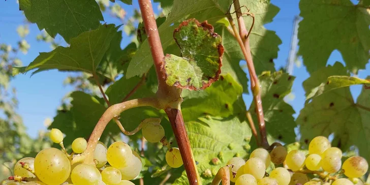 Řízená degustace vín ve Vinařství Kocián: objevte jedinečné chutě Kutné Hory