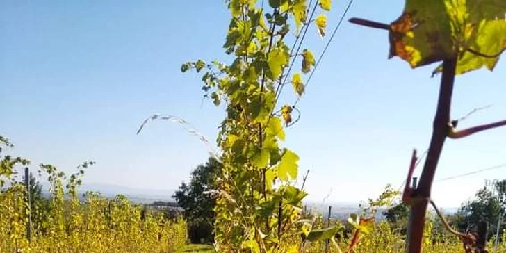 Řízená degustace vín ve Vinařství Kocián: objevte jedinečné chutě Kutné Hory