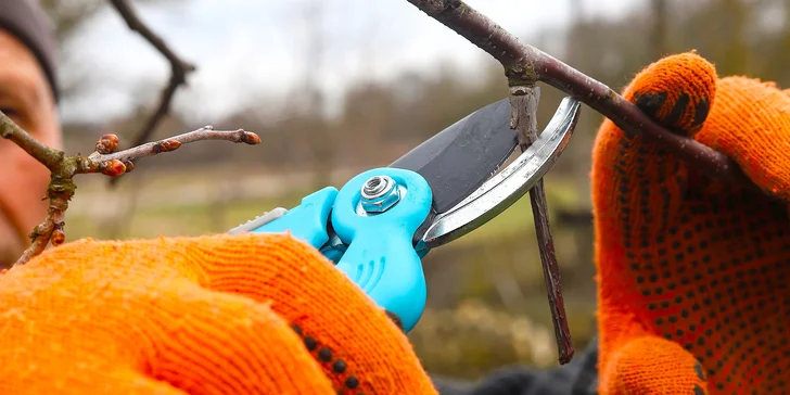 Praktický kurz Jak správně řezat ovocné stromy pro 1 osobu, včetně občerstvení