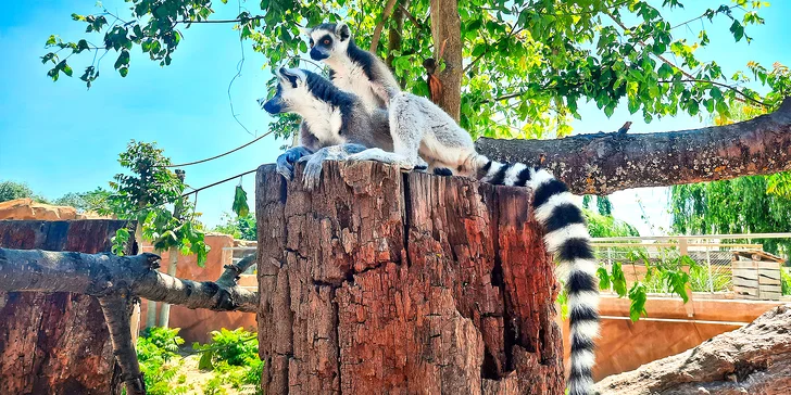 Penzion s vlastním jezírkem: pobyt se snídaní a vstupem do kontaktní zoo
