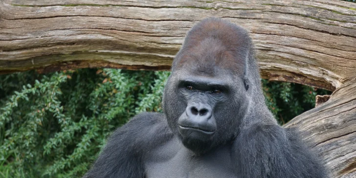 Jednodenní výlet do zoo v Berlíně: v ceně doprava, vstup do zoo i akvária