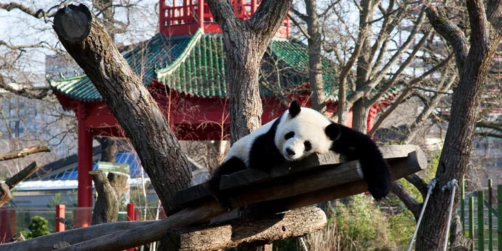 Jednodenní výlet do zoo v Berlíně: v ceně doprava, vstup do zoo i akvária