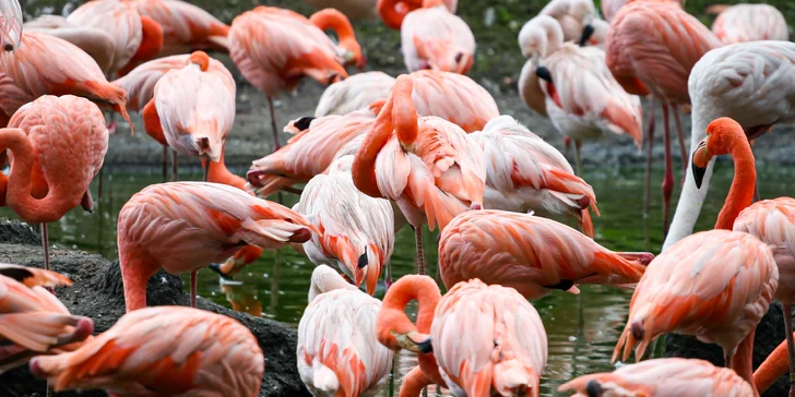 Jednodenní výlet do zoo v Berlíně: v ceně doprava, vstup do zoo i akvária