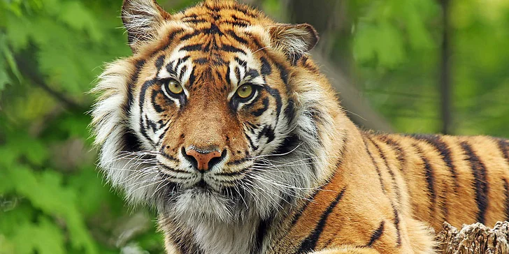 Jednodenní výlet do zoo v Berlíně: v ceně doprava, vstup do zoo i akvária
