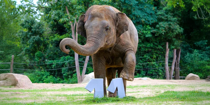 Jednodenní výlet do zoo v Berlíně: v ceně doprava, vstup do zoo i akvária