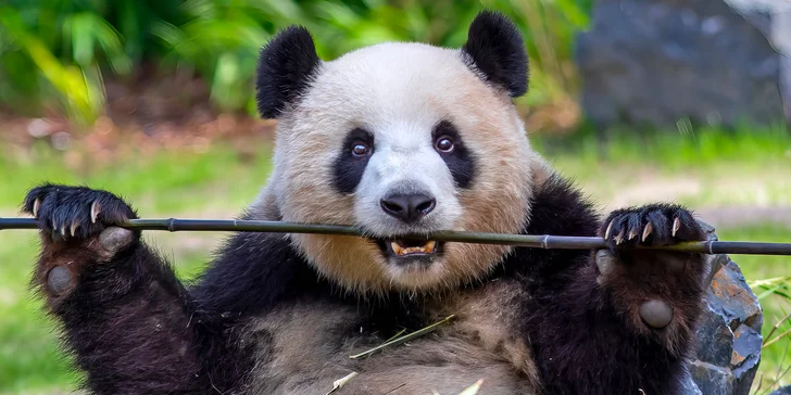 Jednodenní výlet do zoo v Berlíně: v ceně doprava, vstup do zoo i akvária