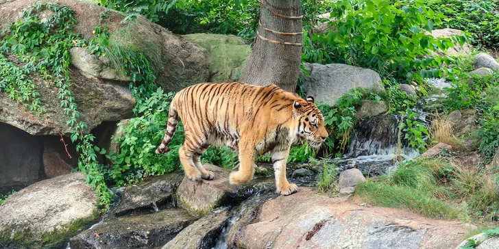 Jednodenní výlet do zoo v Berlíně: v ceně doprava, vstup do zoo i akvária