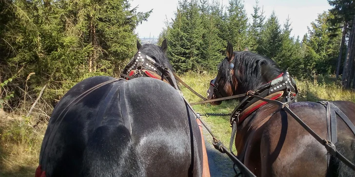 Jízda koňským povozem v přírodě u Domažlic pro děti i dospělé