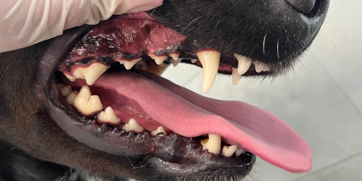 Dentální hygiena pro psy: odstranění plaku, zubního kamene i leštění zubů