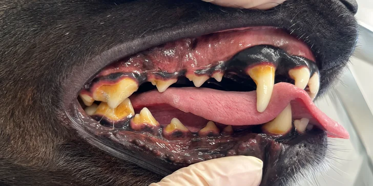 Dentální hygiena pro psy: odstranění plaku, zubního kamene i leštění zubů