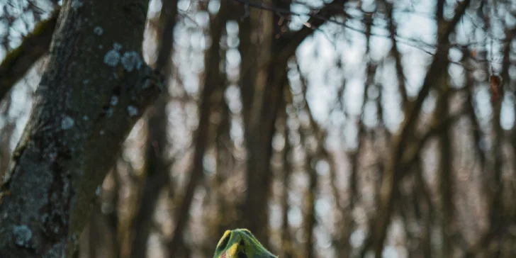 Veřejný airsoft: vstup na sdílenou hru pro 1–7 osob nebo soukromý pronájem