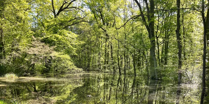 Oáza klidu na jižní Moravě: neomezené využití wellness a bazénů