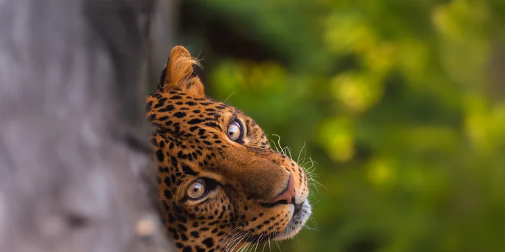 6hodinový fotografický kurz v českých zoo s profíkem Patrikem Staňkem