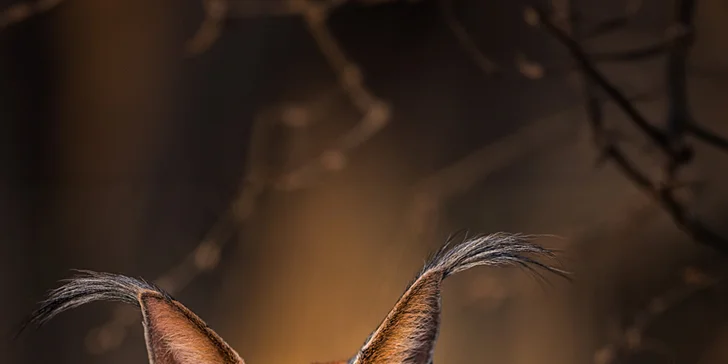 6hodinový fotografický kurz v českých zoo s profíkem Patrikem Staňkem