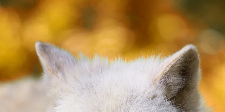 6hodinový fotografický kurz v českých zoo s profíkem Patrikem Staňkem