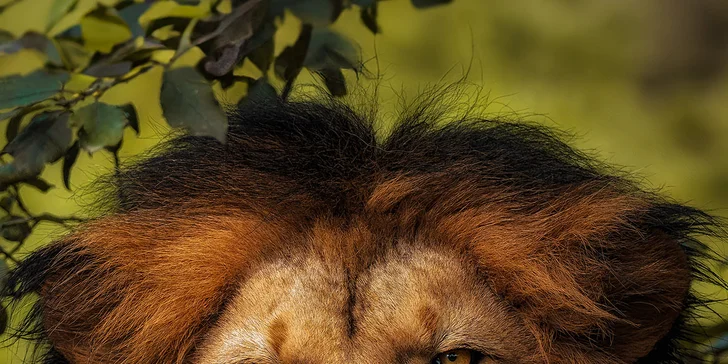 6hodinový fotografický kurz v českých zoo s profíkem Patrikem Staňkem