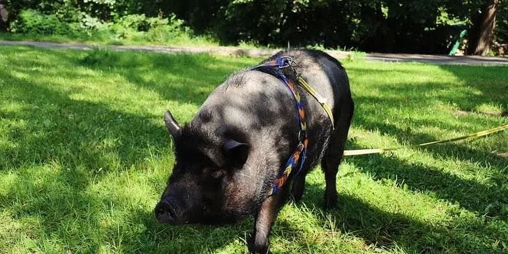 Téměř hodinová vyjížďka na koni do terénu pro začátečníky i pokročilé
