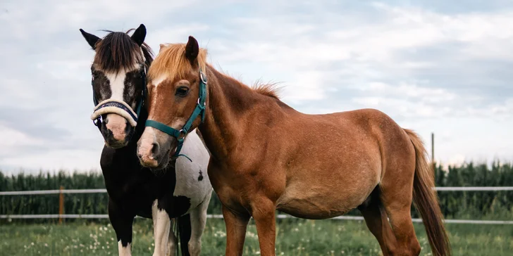 Pony školička: projížďka i pohlazení poníků včetně návštěvy dalších zvířátek